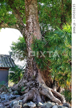 クスノキ クスノキ 34503235