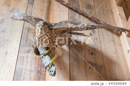 Taxidermy - Old remains of a common buzzard 34504094