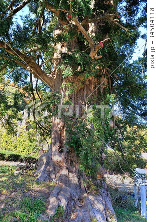 杉沢のカヤ 杉沢のカヤ 34504118