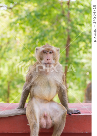 Portrait of crab-eating macaque in national park 34504719