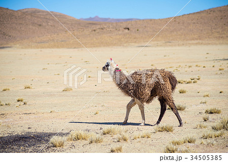 One single llama on the Andean highland 34505385