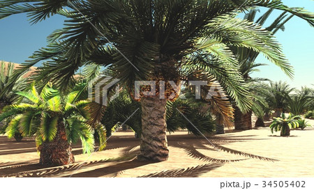 Rich tropical plant life on desert later in the Rich tropical plant life on desert later in the 34505402