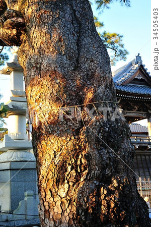 久遠の松 久遠の松 34505403