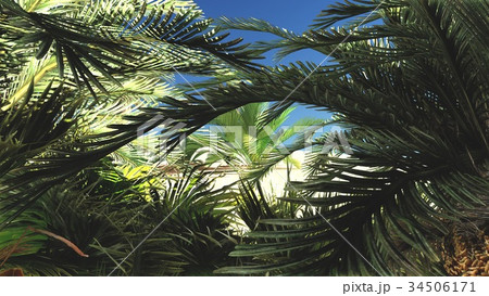 Rich tropical plant life on desert later in the 34506171