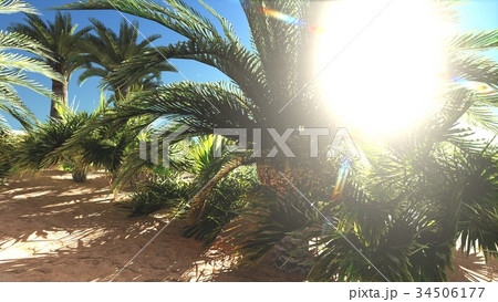 Rich exotic plant life on desert later in the day 34506177