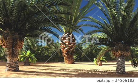 Abundant tropical plants on wilderness in the 34506182