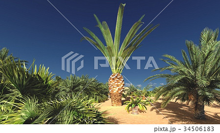 Luxurious tropical vegetation on wasteland later 34506183