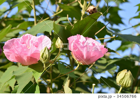 酔芙蓉 酔芙蓉 34506766