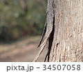樹皮 34507058