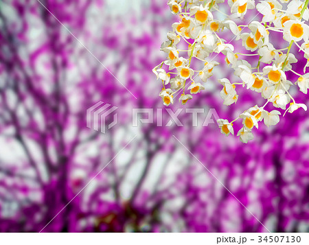 orchid corner blur forest background orchid corner blur forest background 34507130