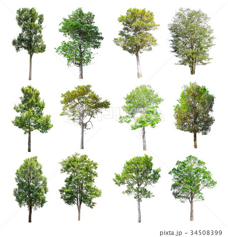 Set of isolated trees on white background. 34508399