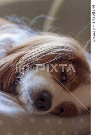 寝起きな犬の写真素材