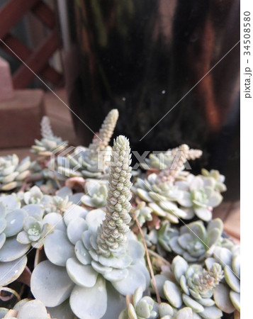 子持ち蓮華 34508580