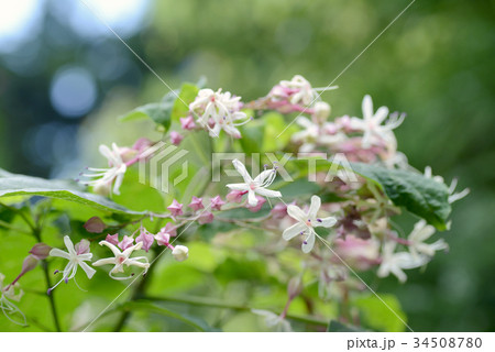 クサギ クサギ 34508780