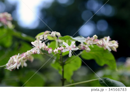 クサギ クサギ 34508783