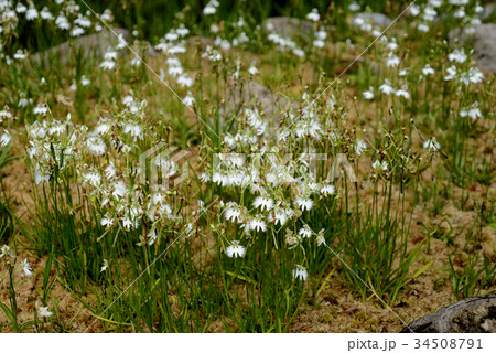 サギソウ サギソウ 34508791