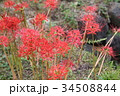 彼岸花 34508844
