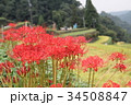 彼岸花 34508847