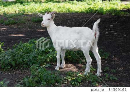 White goat outdoors White goat outdoors 34509161