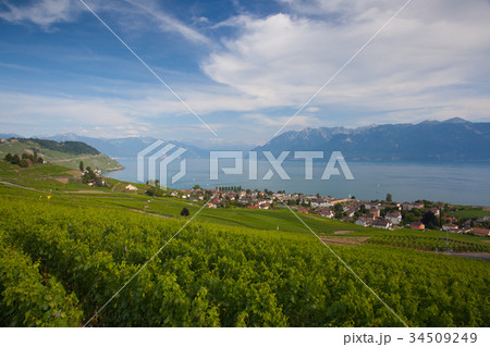 Vineyards of the Lavaux region,Switzerland 34509249