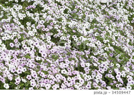 うす紫のインパチェンスの花壇 うす紫のインパチェンスの花壇 34509447