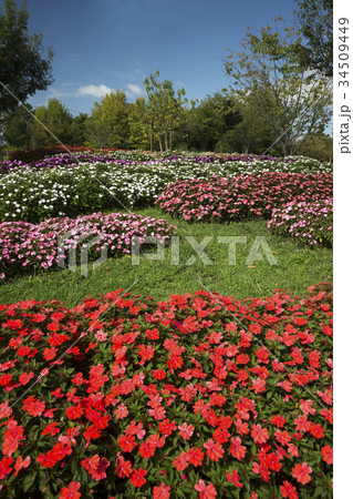 赤いインパチェンスの花壇 青空バック 赤いインパチェンスの花壇 青空バック 34509449
