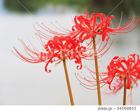ヒガンバナ 34509855