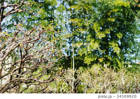 サンシュユ 34509920