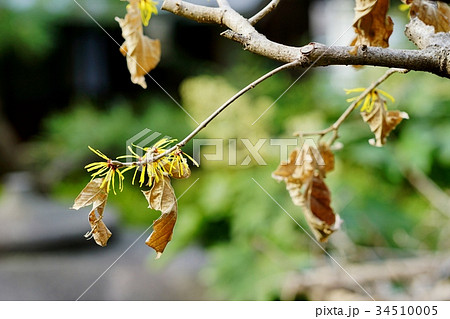 マンサクの花 34510005