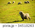 ひつじ 34510263