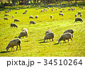 ひつじ② 34510264