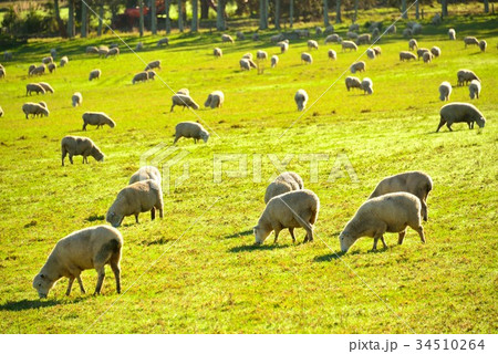 ひつじ② 34510264