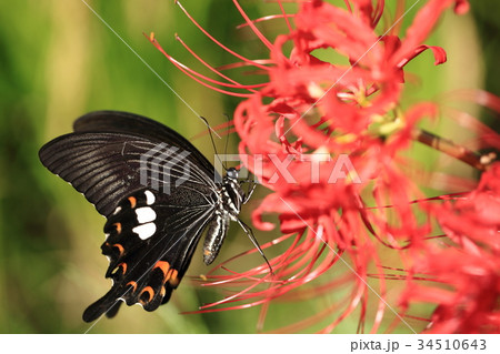モンキアゲハと彼岸花⑩ 34510643