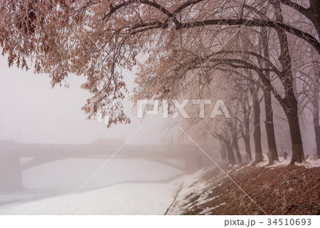 linden alley on winter foggy morning 34510693