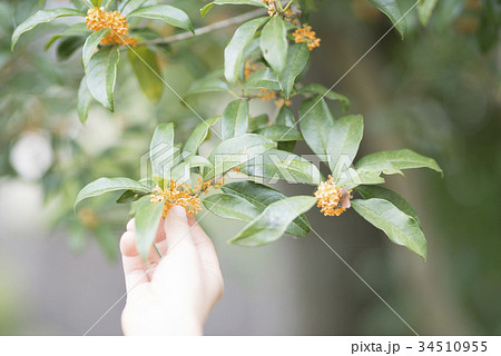 金木犀の花に触る手の写真素材