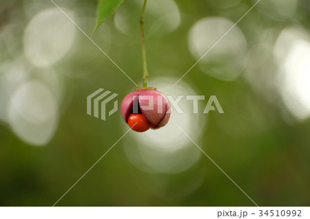 ツリバナ 34510992