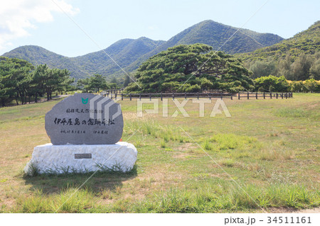 念頭平松 伊平屋島 念頭平松 伊平屋島 34511161