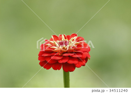 ヒャクニチソウ 34511240