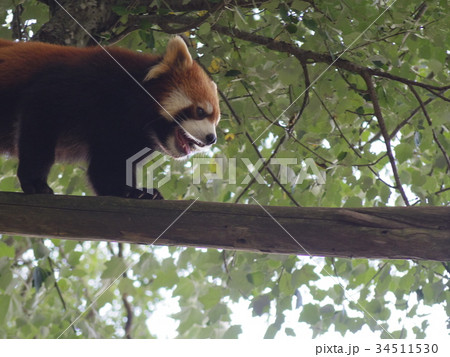 レッサーパンダ 34511530