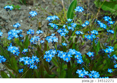 Tulip, flower, spring, garden, bloom, botany Tulip, flower, spring, garden, bloom, botany 34512271