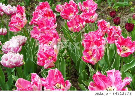 Tulip, flower, spring, garden, bloom, botany Tulip, flower, spring, garden, bloom, botany 34512278