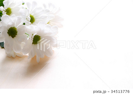 背景用　白菊 34513776