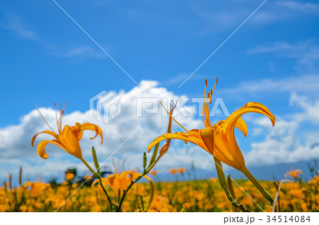 花 フラワー お花 34514084