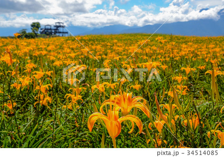 花 フラワー お花 34514085