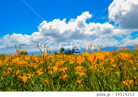 花 フラワー お花 34514213