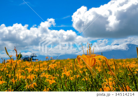 花 フラワー お花 34514214
