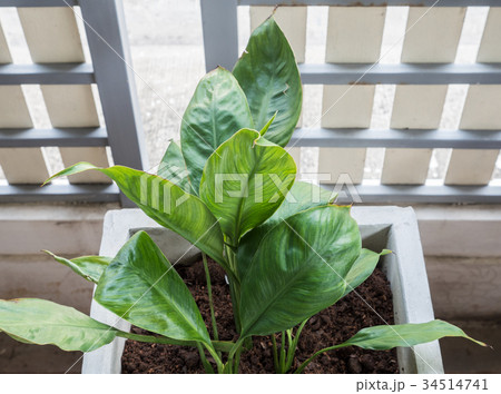 Small plant in the concrete pot. 34514741