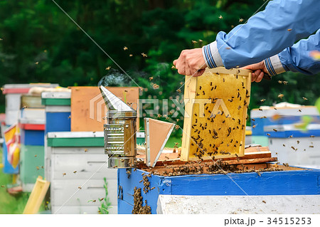 Apiary. The beekeeper works with bees near the 34515253
