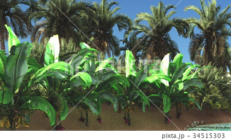 Abundant tropical plants on wilderness in the Abundant tropical plants on wilderness in the 34515303