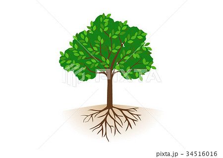 Rooted Tree Stock Illustration